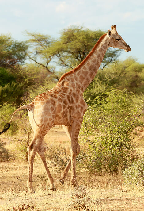 Conservation & Sustainability