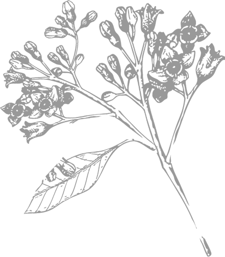 Flower Image