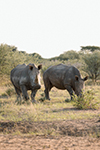 Rhino Tracking 3