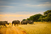 Rhino Tracking 6
