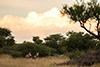 Sundowner 6